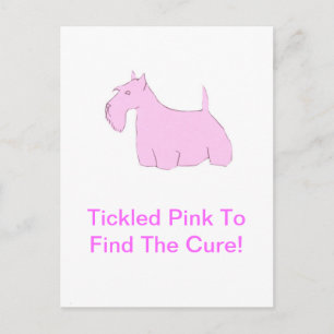 Pink Scottish Terrier Postcard