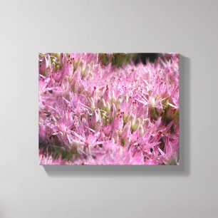 Pink Sedum Autumn Flowers Close Up Canvas Print