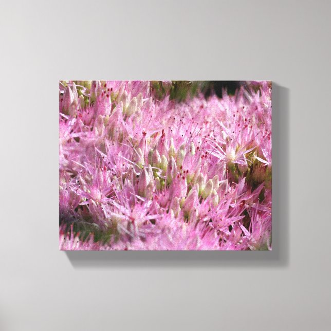 Pink Sedum Autumn Flowers Close Up Canvas Print (Front)