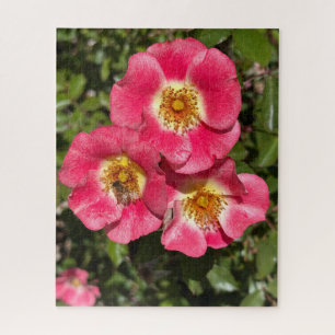 Pink Single-Petaled Shrub Rose, San Mateo Jigsaw Puzzle