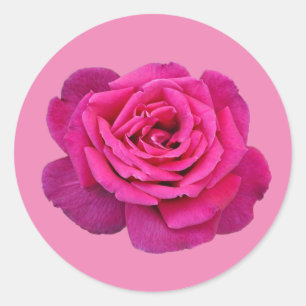 Pink single rose classic round sticker