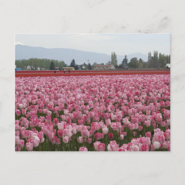 Pink Skagit Valley Tulips Postcard (Front)