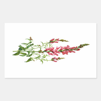 Pink Snapdragon Drawn From Nature Rectangular Sticker