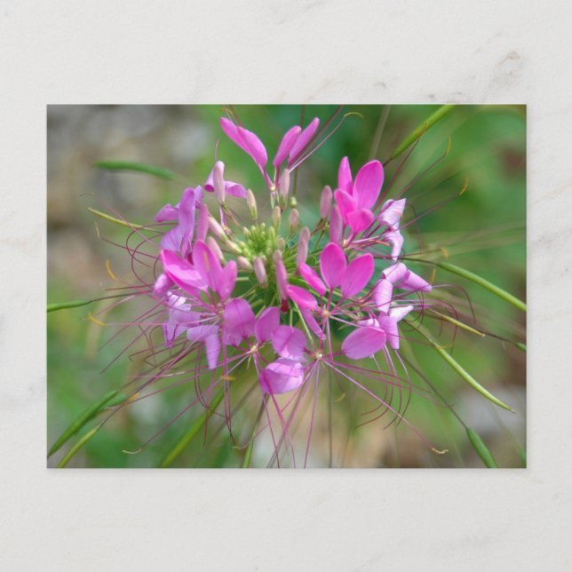 Pink spider flower postcard (Front)
