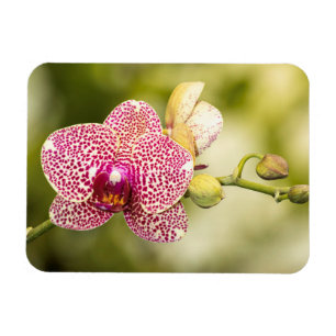Pink spotted orchid magnet