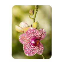 Pink spotted orchid
