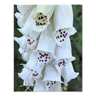 Pink Spotted White Foxglove Floral Photo Print