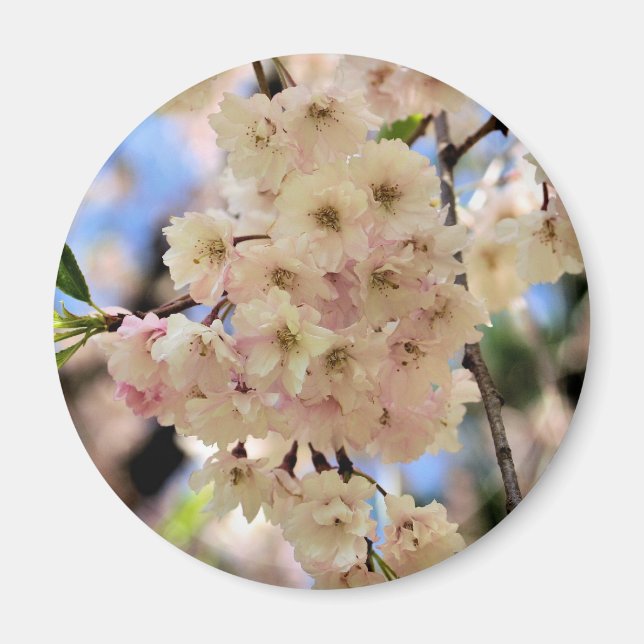 Pink Spring Blossoms Flower Magnet (Front)