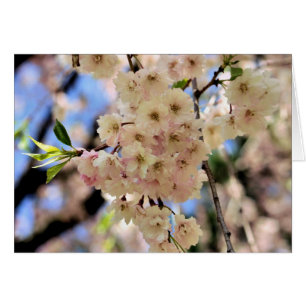 Pink Spring Blossoms Flower Photography Card