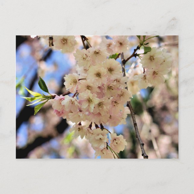 Pink Spring Blossoms Flower Postcard (Front)