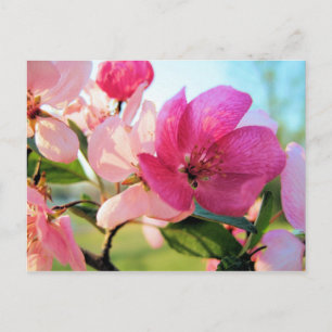 Pink Spring Blossoms Postcard