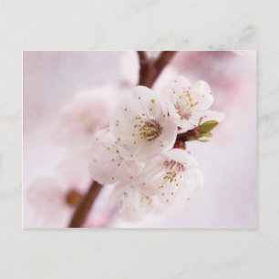Pink spring blossoms postcard