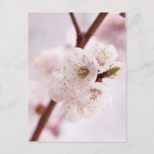 Pink spring blossoms postcard