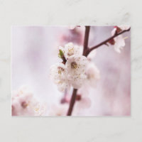 Pink spring blossoms