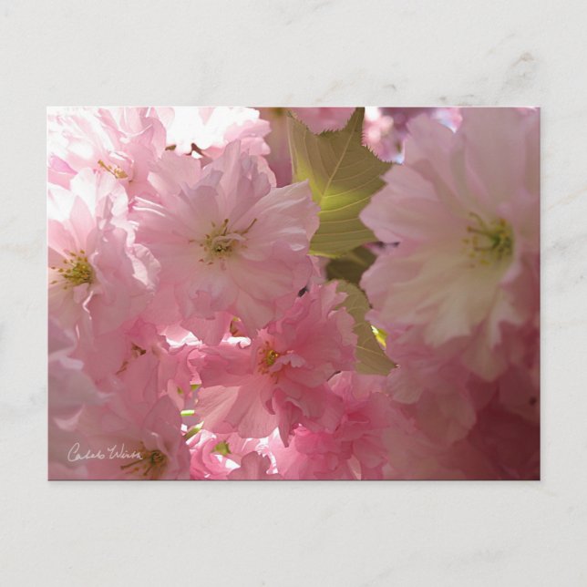 Pink Spring Blossoms Postcard (Front)