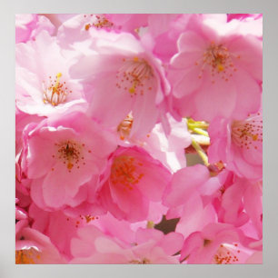 Pink Spring Blossoms Poster