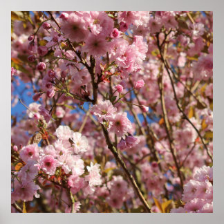 Pink Spring Cherry Blossom Poster