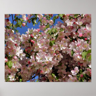 Pink Spring Crabapple Flower Blossoms 4 Poster
