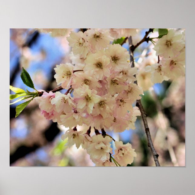 Pink Spring Flower Blossoms 3  Poster (Front)