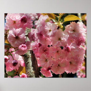 Pink Spring Flower Blossoms Poster