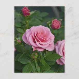Pink spring roses print postcard