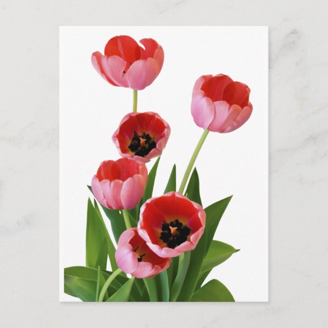 Pink Spring Tulip Bouquet Photograph Postcard (Front)