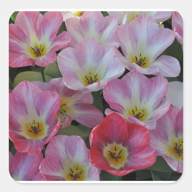 Pink spring tulips  square sticker (Front)