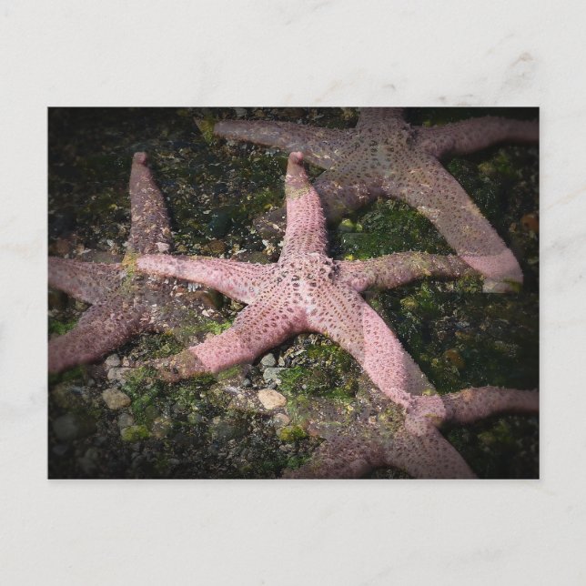 Pink Starfish Postcard (Front)