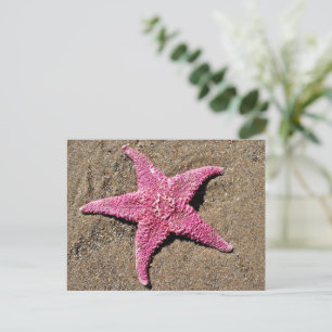 Pink Starfish Postcard