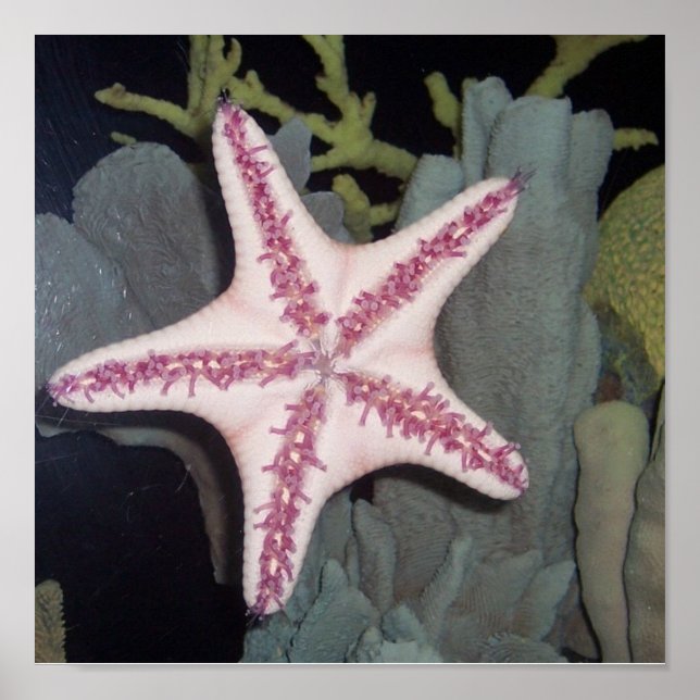 Pink Starfish Poster (Front)