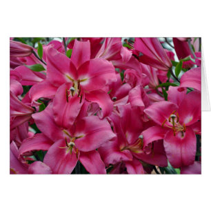 Pink stargazer lilies