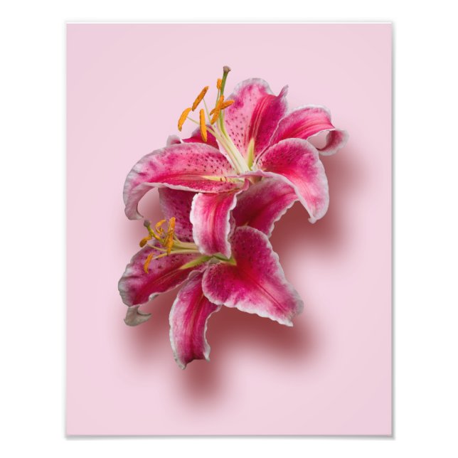 Pink Stargazer Lilies Photo Print (Front)