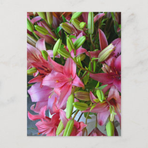 Pink stargazer lilies postcard