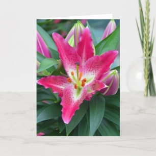 Pink stargazer lily birthday greeting card