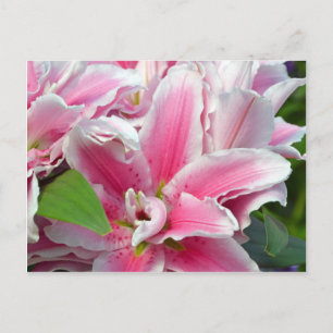 Pink stargazer lily flowers in spring postcard