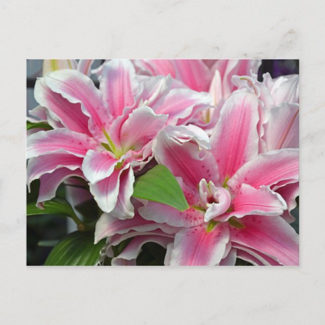 Pink stargazer lily flowers postcard (Front)