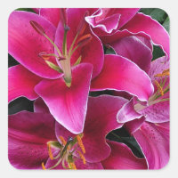Pink stargazer lily flowers