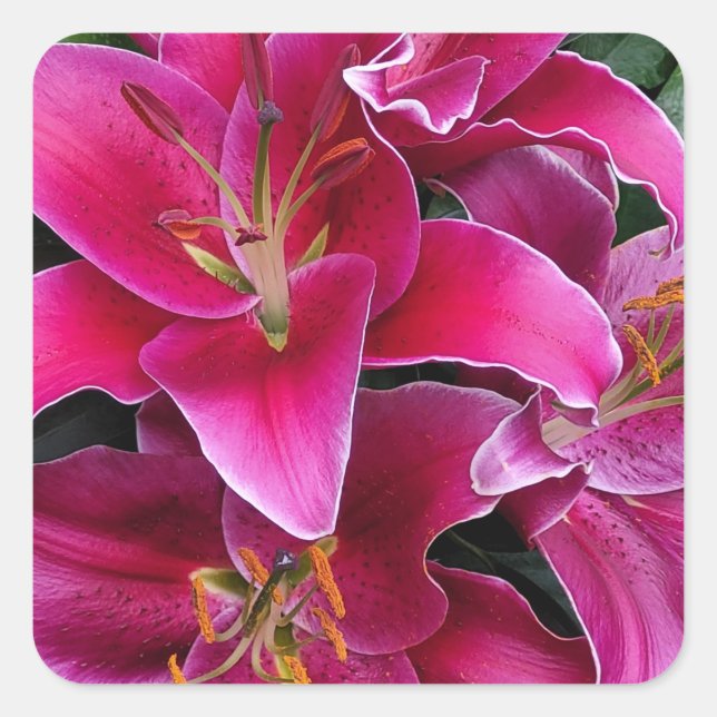 Pink stargazer lily flowers       square sticker (Front)