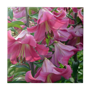 Pink stargazer lily flowers tile