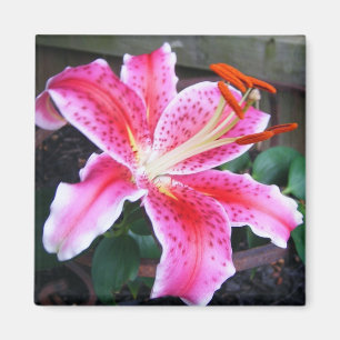 Pink Stargazer Lily Magnet