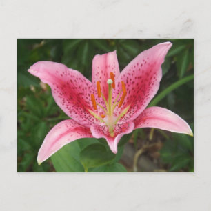 Pink Stargazer Postcard