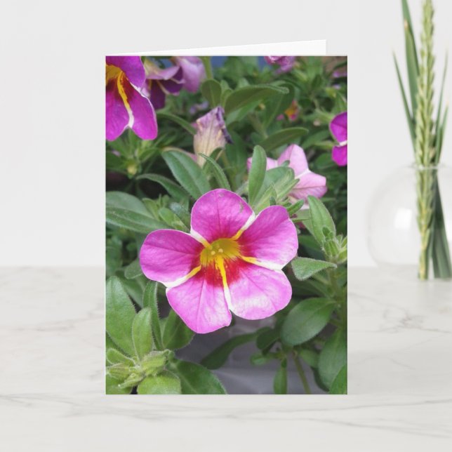 Pink Striped Petunia Flower Blank Card (Front)