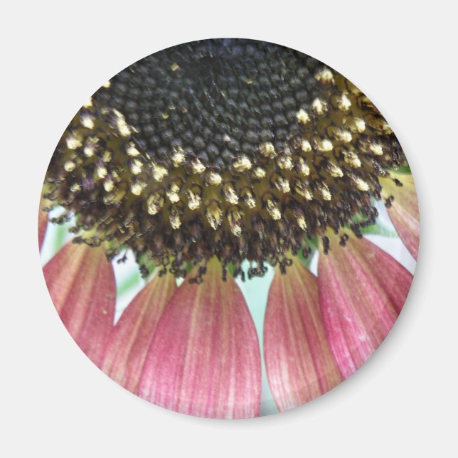 Pink Sunflower Magnet (Front)