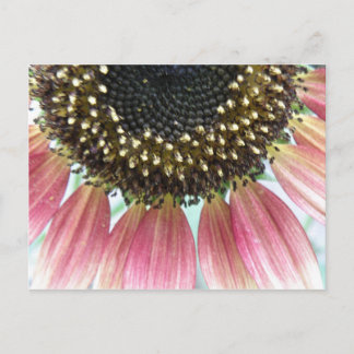 Pink Sunflower Postcard