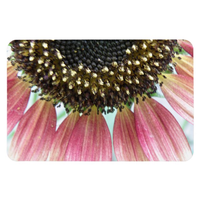 Pink Sunflower Premium Magnet (Horizontal)