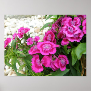 Pink Sweet William/Dianthus Flower Poster Print