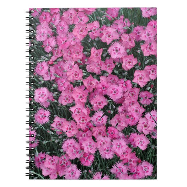 Pink sweet william flowers notebook (Front)