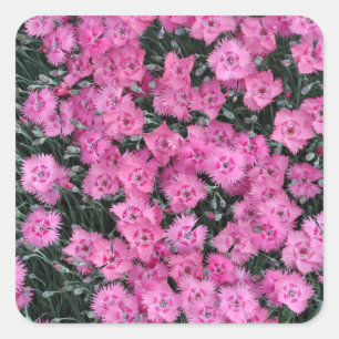 Pink sweet william flowers square sticker