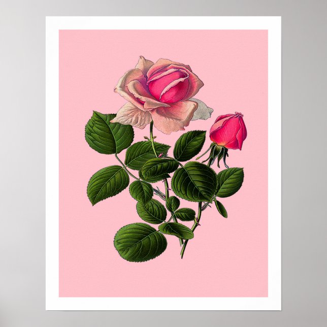 Pink Tea Roses Poster (Front)