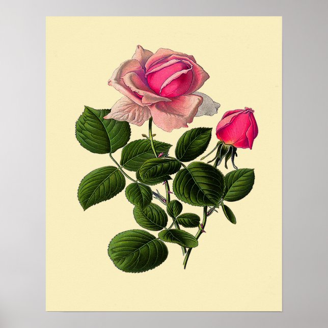 Pink Tea Roses Poster (Front)